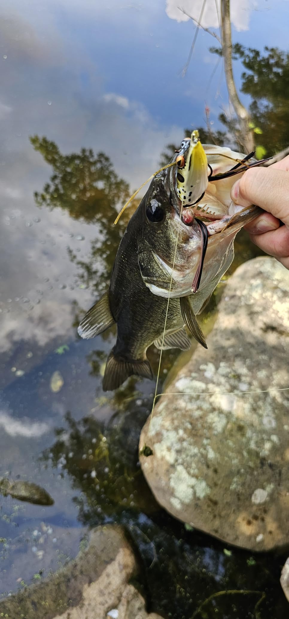BOOYAH Pad Crasher Topwater Bass Fishing Hollow Body Frog Lure with Weedless Hooks - Customer Photo 1