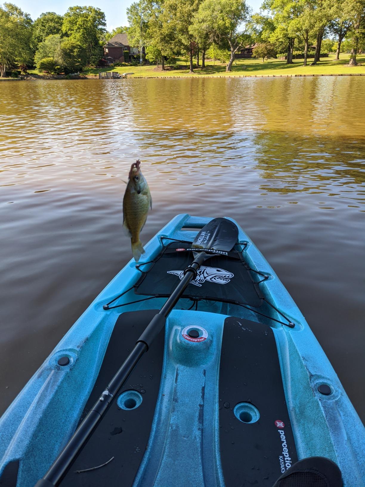 Perception Kayaks Outlaw 11.5 | Sit on Top Fishing Kayak | Fold Away Lawn Chair Seat | 4 Rod Holders | Integrated Tackle Trays | 11' 6 Perception Kayaks Outlaw 11.5 | Sit on Top Fishing Kayak | Fold Away Lawn Chair Seat | 4 Rod Holders | Integrated Tackle Trays | 11' 6
