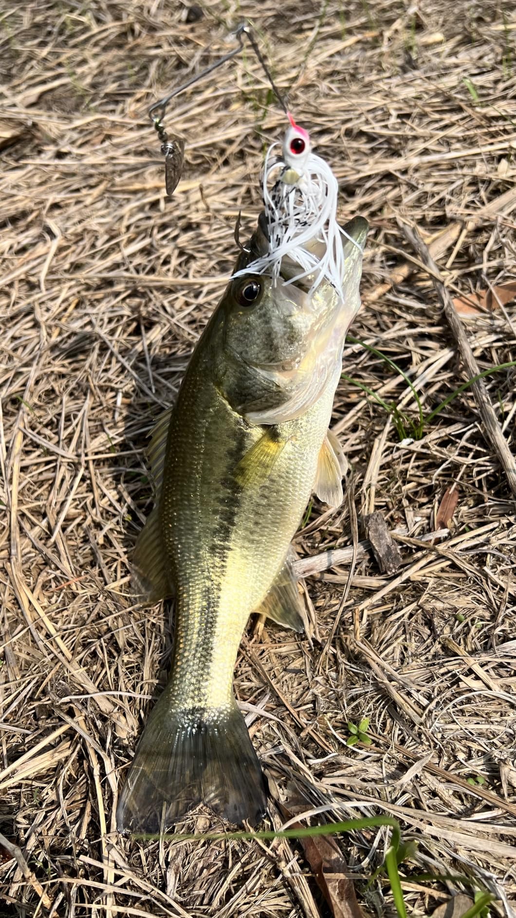 BOOYAH Pond Magic Small-Water Spinner-Bait Bass Fishing Lure customer photo 1