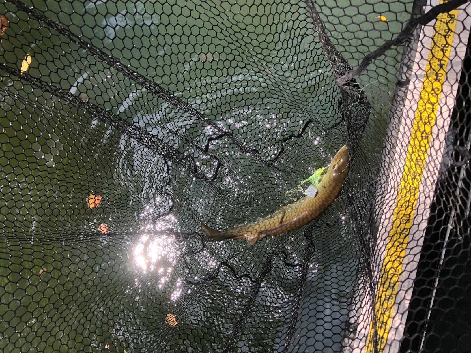 Booyah Buzz Buzzbait Bass Fishing Lure customer photo 1