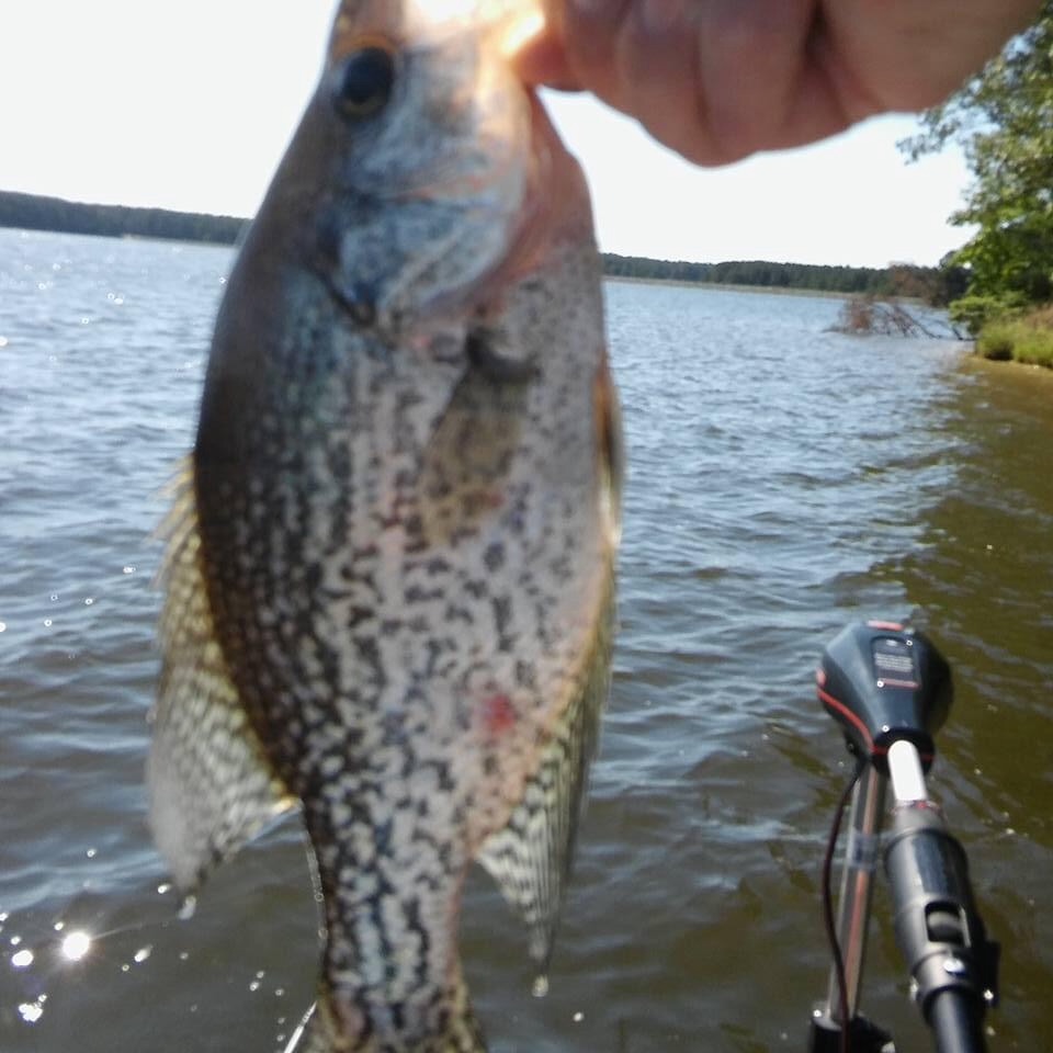 Cotton Cordell C.C. Spoon customer photo 2
