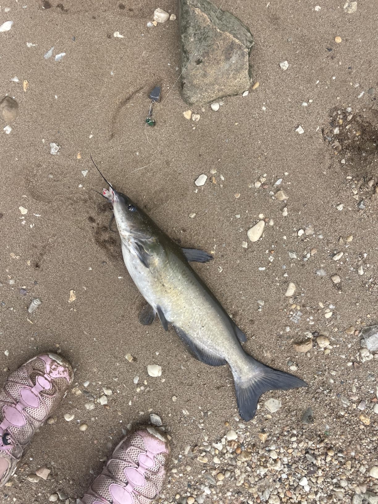 Fishbites 0033 Red Bloodworm Bag O'Worms, Small, 3-Count customer photo 1