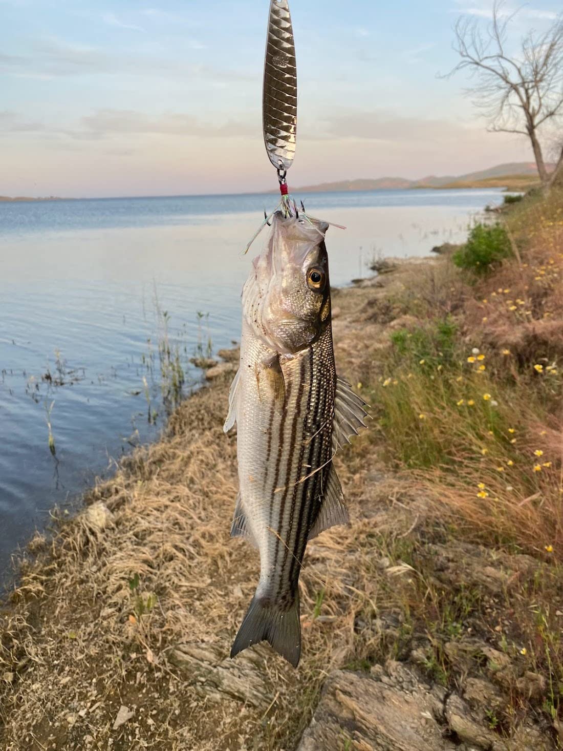 Nichols Lures Lake Fork Flutter Spoon customer photo 1