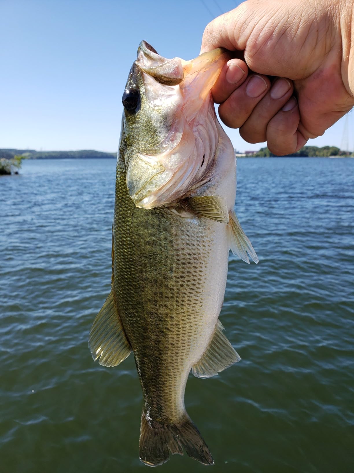 Lunkerhunt Spinner Baits for Bass Fishing with Skirt Jig | Double Willow Leaf Metal Blade customer photo 1