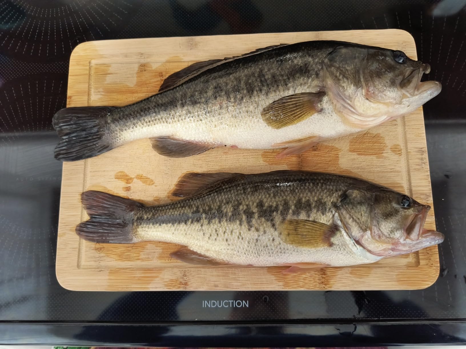 Bill Lewis Lifelike SB-57 3/8 OZ. MDJ Series Squarebill Crankbait Fishing Lure with Mustad Triple Grip Hooks customer photo 1