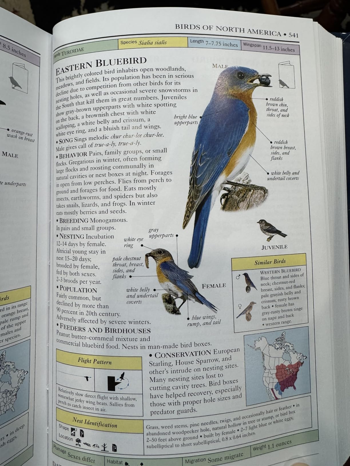 Smithsonian Handbooks: Birds of North America -- Eastern Region (Smithsonian Handbooks) customer photo 2