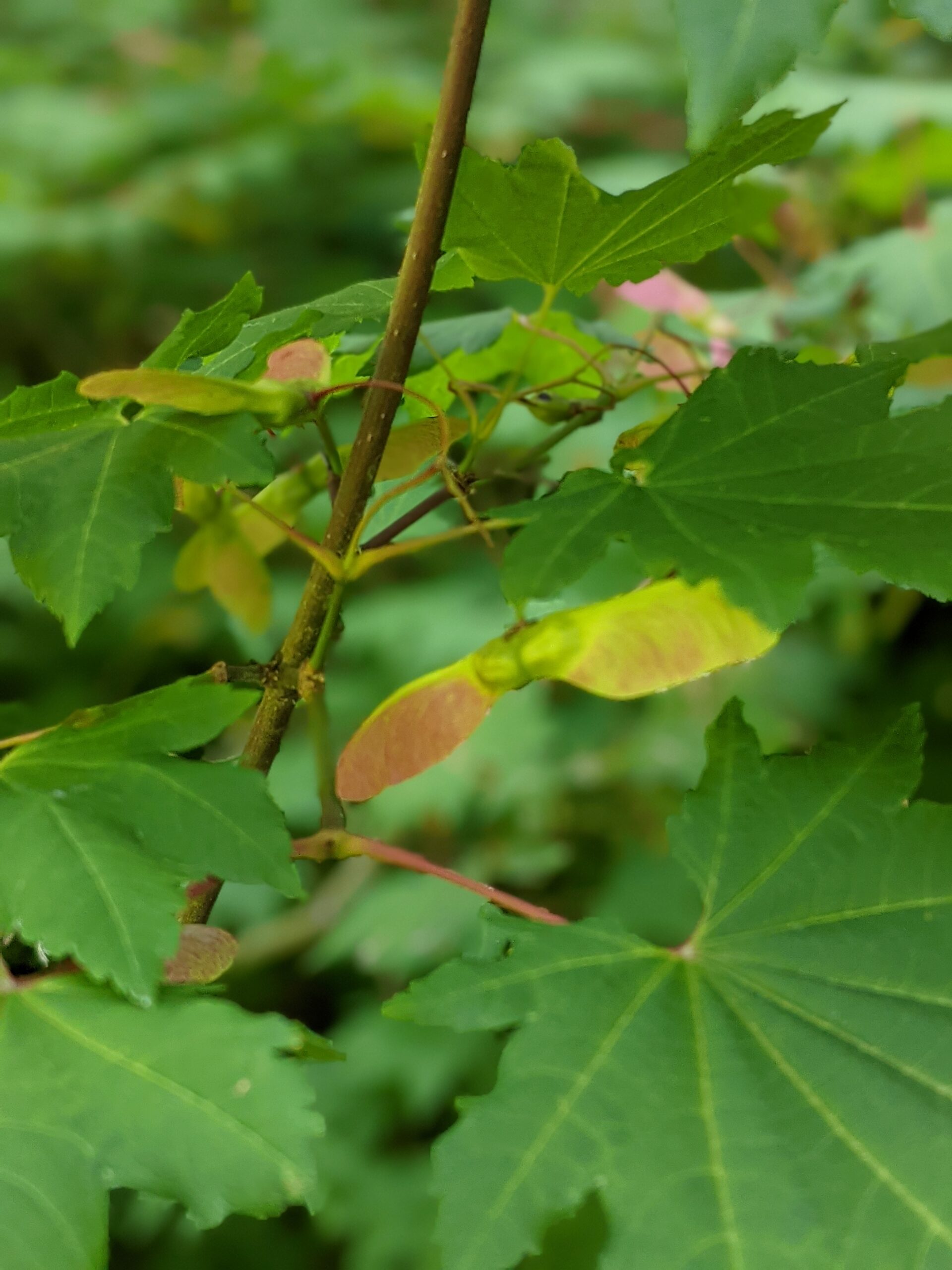 Backpack Explorer: On the Nature Trail: What Will You Find? customer photo 1
