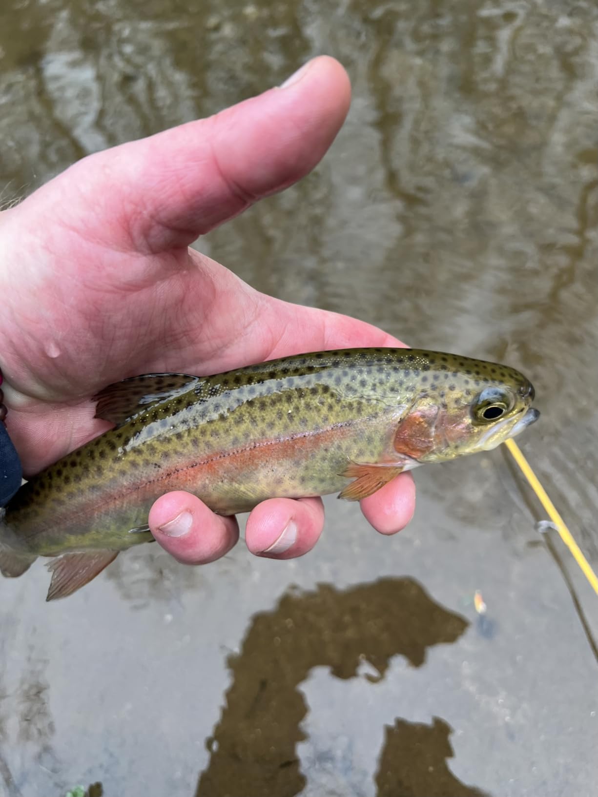 Yakima Bait Yakima Bait Wordens Original Rooster Tail Spinner Lure customer photo 2