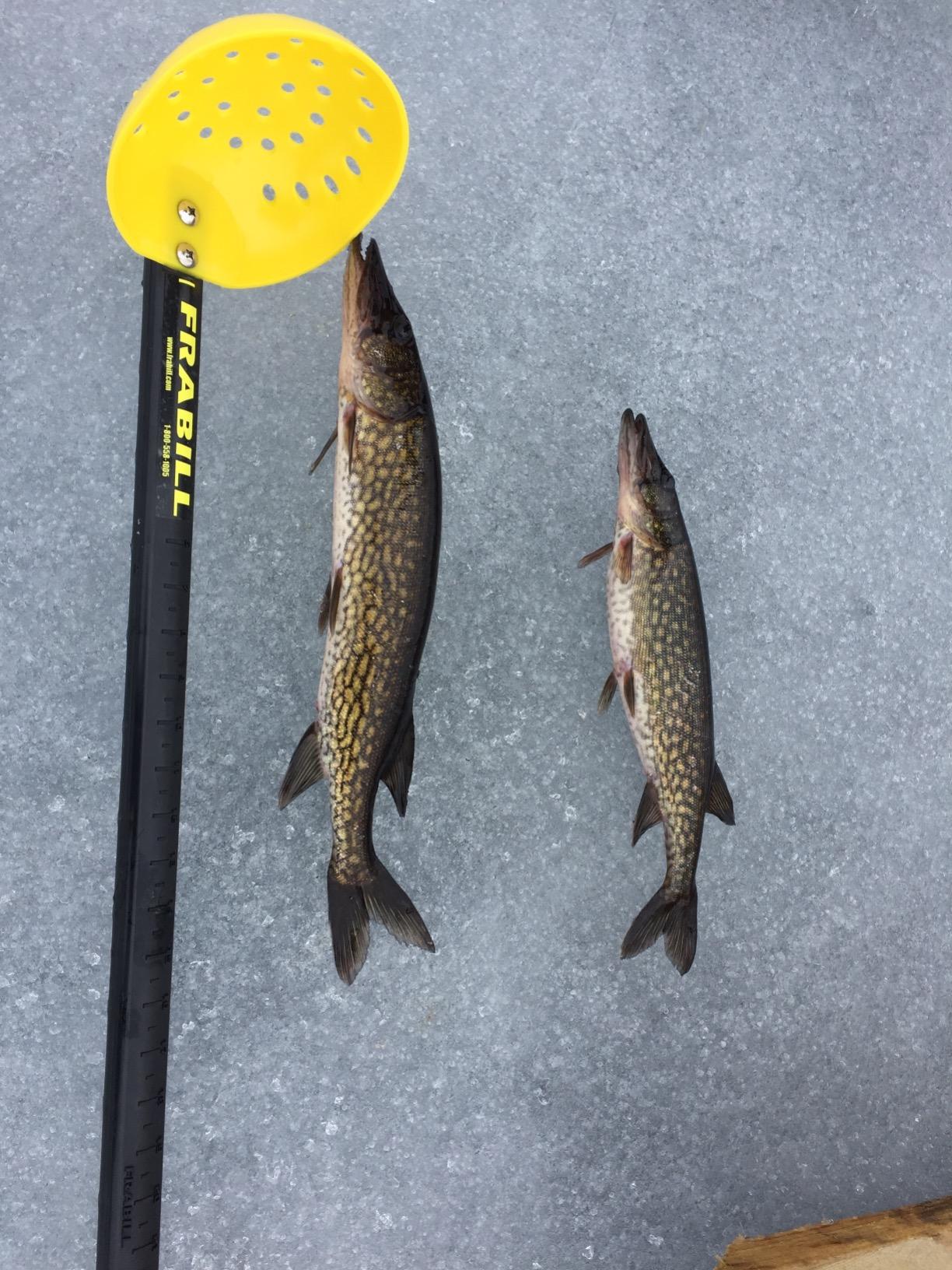 Frabill Ice Fishing Tip-Ups (Classic Wood) customer photo 2