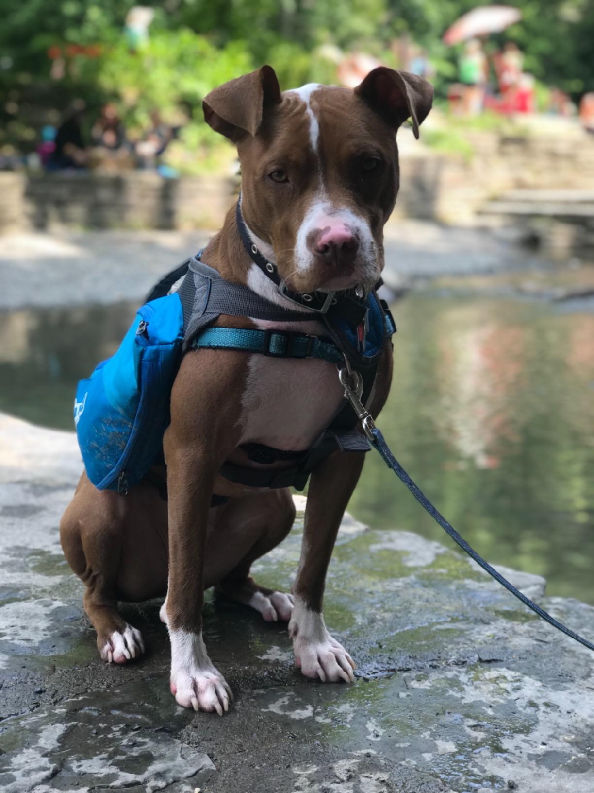 Outward Hound DayPak Blue Dog Saddleback Backpack, Large customer photo 2