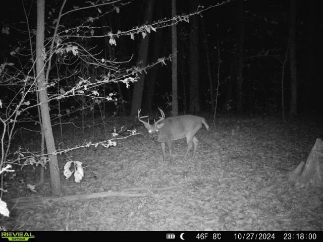 Code Blue Whitetail Doe Estrous – Premium Deer Attractant with Authentic Doe Scent to Lure Mature Bucks & Boost Hunting Success, 1 oz customer photo 2
