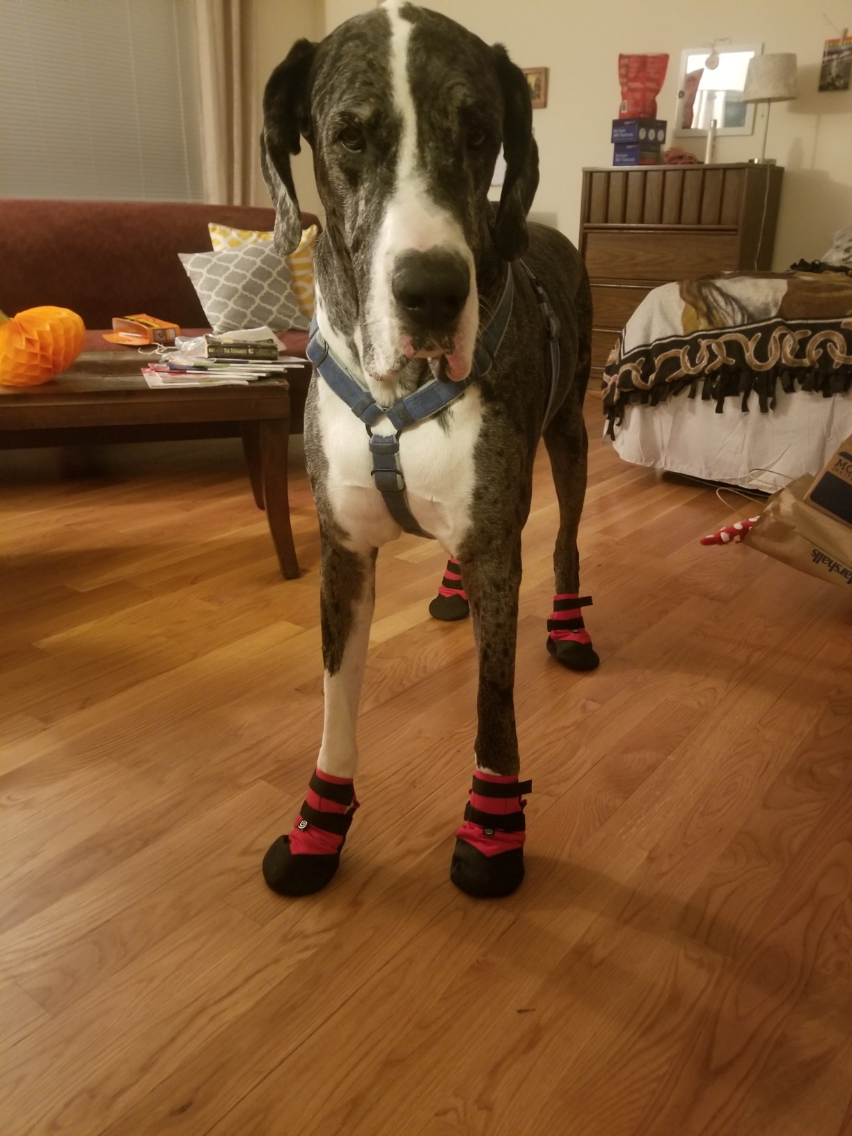 Rugged Dog Boots, Black Paw Protectors, Size 6 for Active Dogs | All terrain material, rock and debris protection, reflective safety straps, multi breed fit, snug secure wear, non slip grip customer photo 1