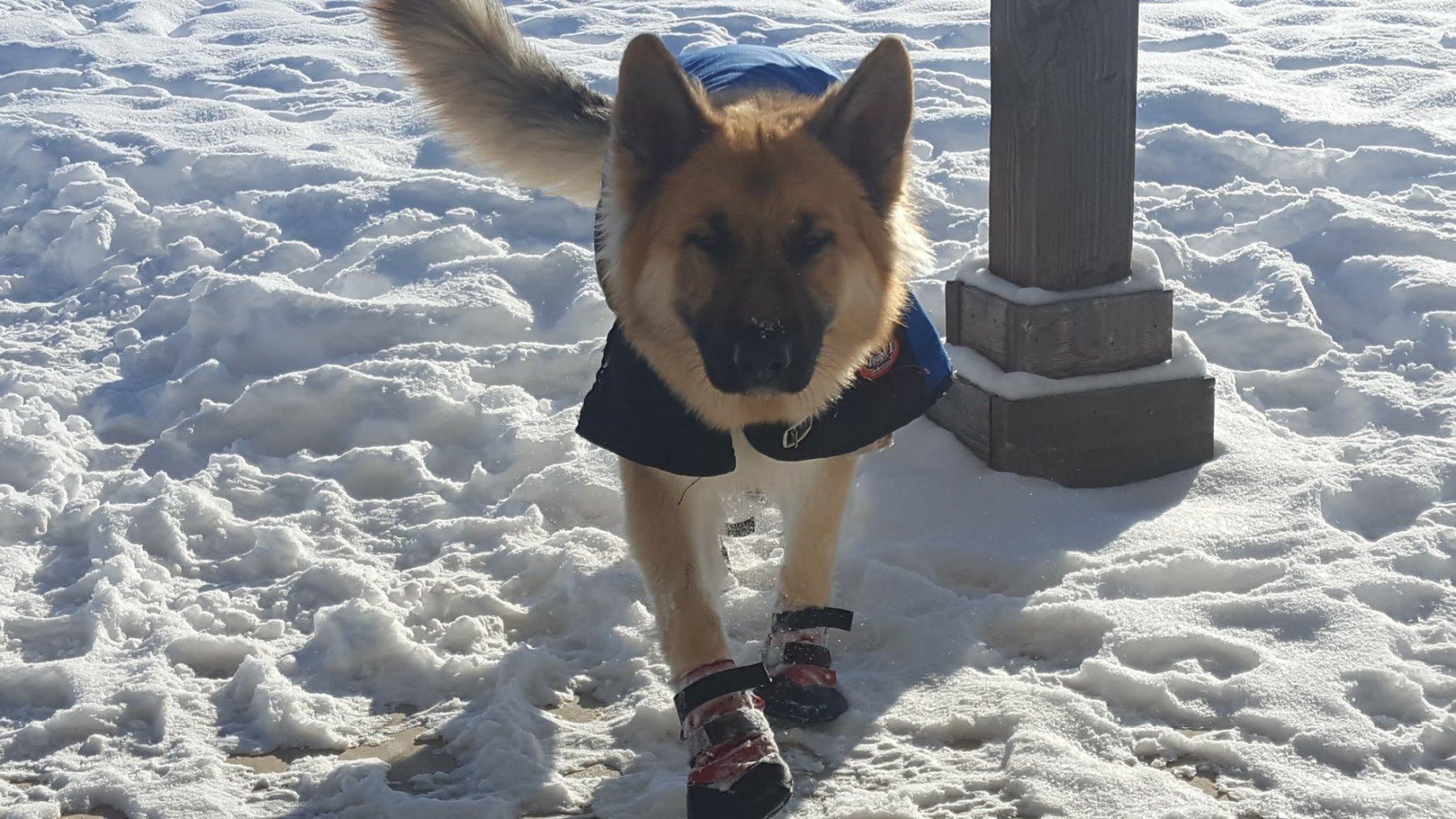 Rugged Dog Boots, Black Paw Protectors, Size 6 for Active Dogs | All terrain material, rock and debris protection, reflective safety straps, multi breed fit, snug secure wear, non slip grip customer photo 2