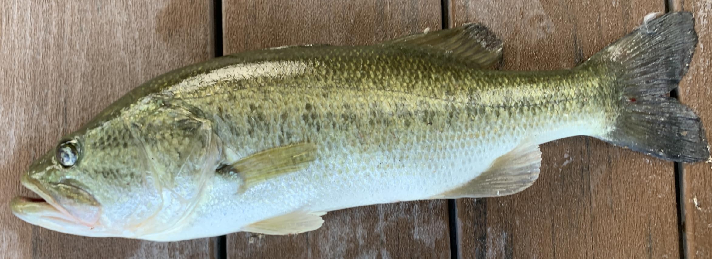 Strike King Redfish Magic Saltwater SB customer photo 1