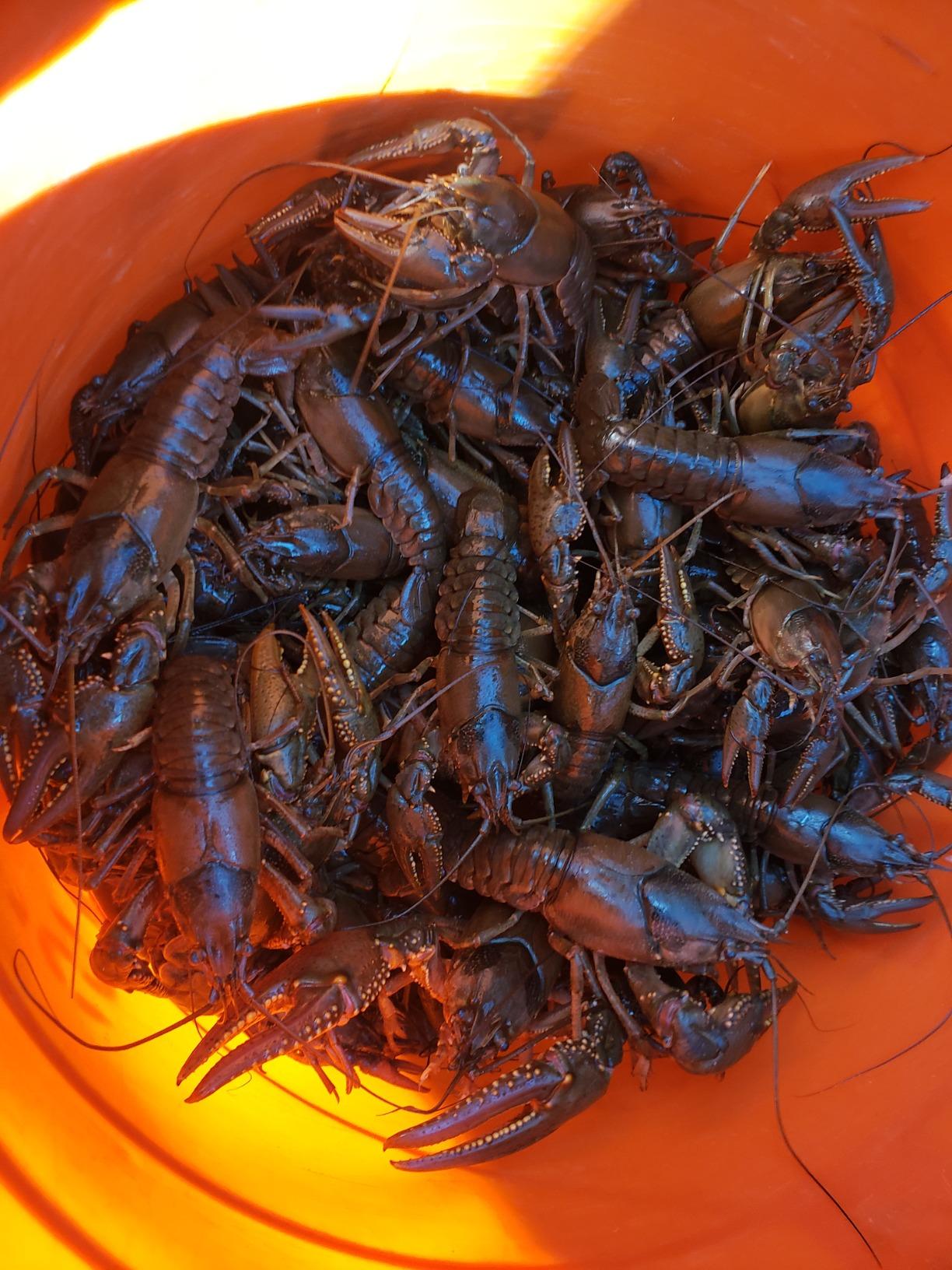 Frabill Torpedo Crawfish Trap | Heavy-Duty Steel Mesh customer photo 1