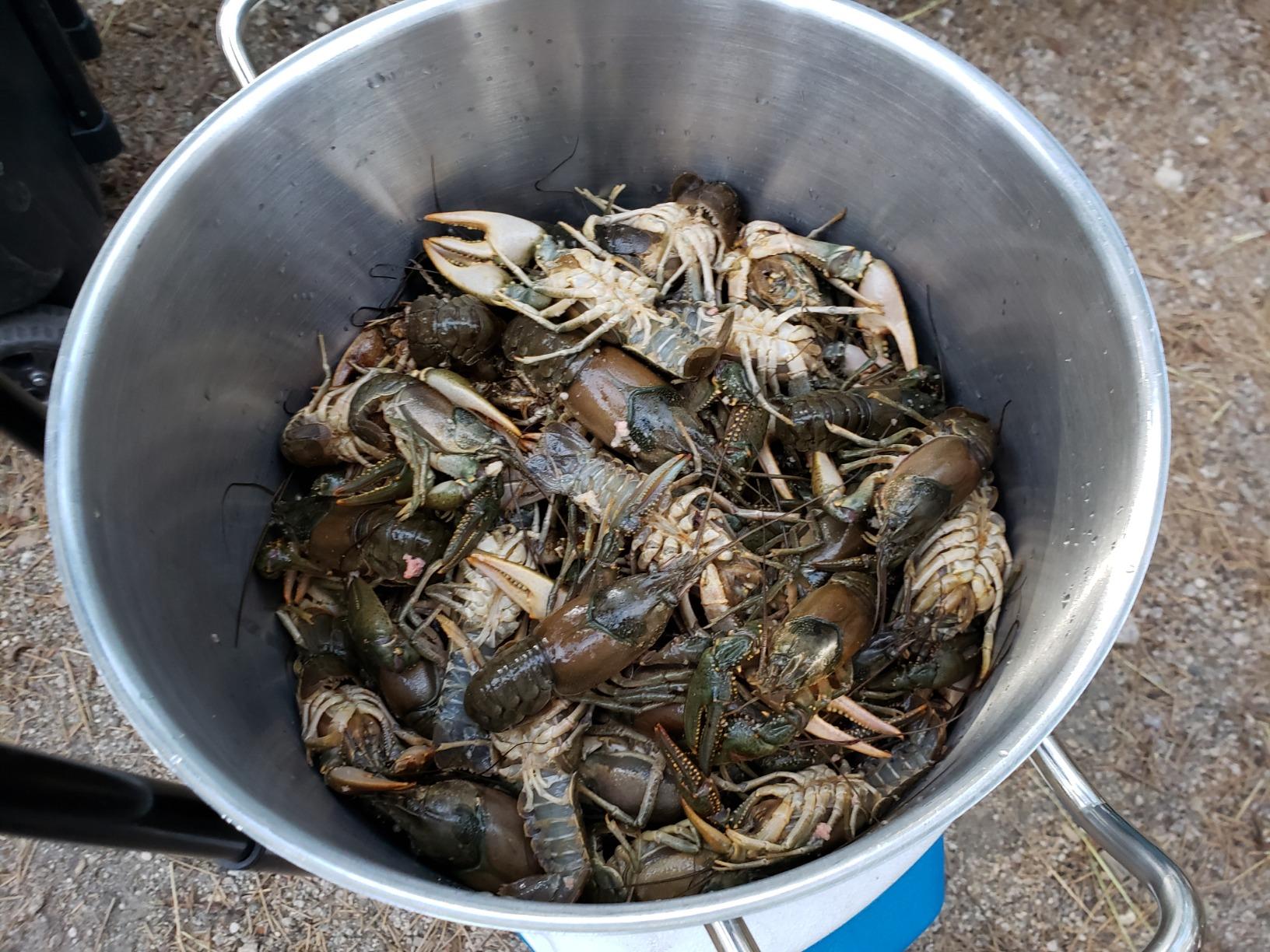 Frabill Torpedo Crawfish Trap | Heavy-Duty Steel Mesh customer photo 2