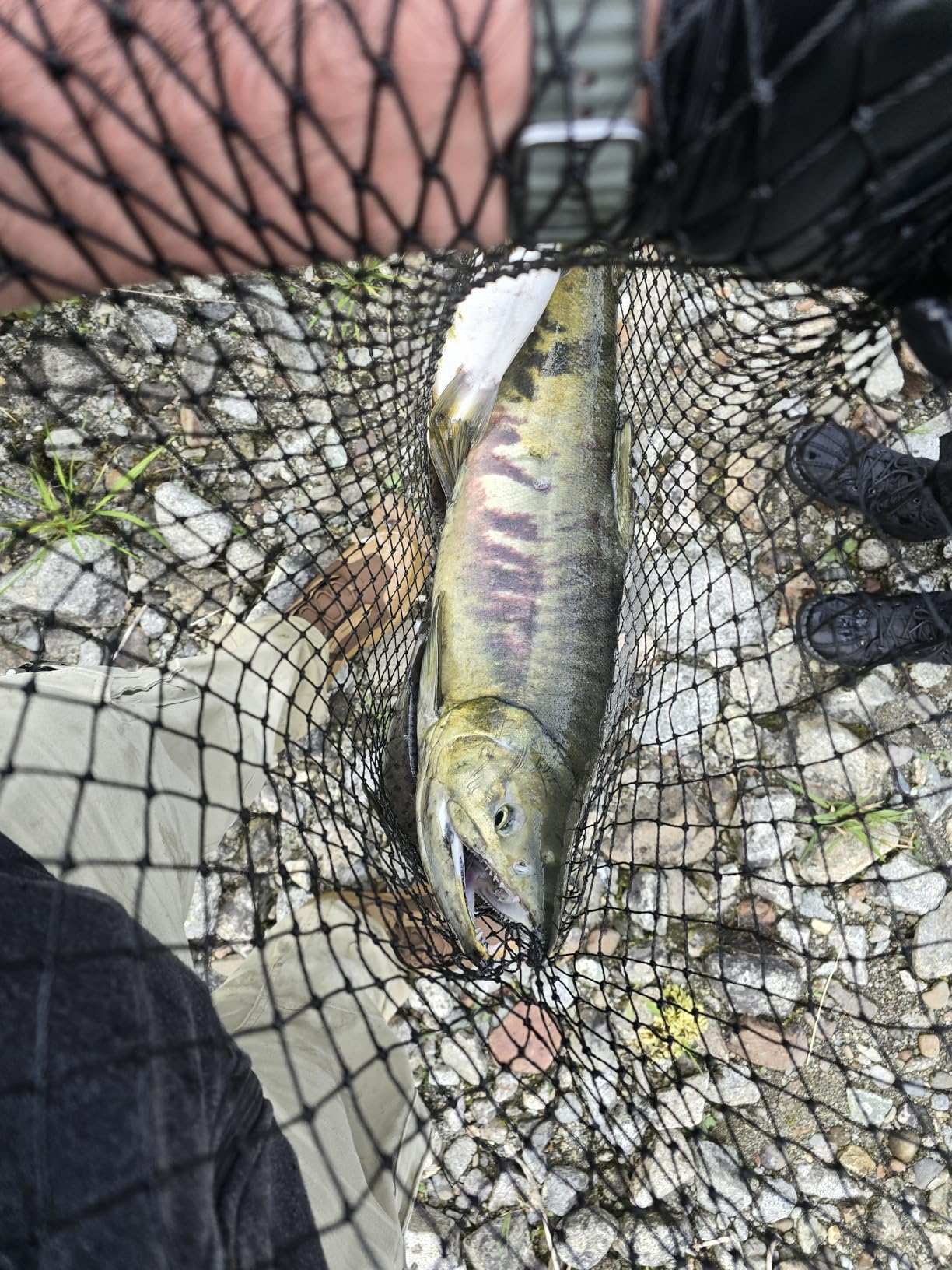 Frabill Power Catch Series Fishing Net customer photo 1
