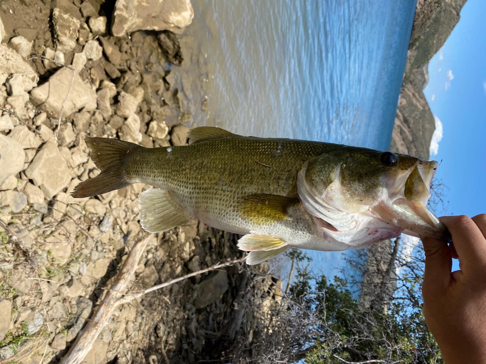 Heddon Super Spook Topwater Fishing Lure for Saltwater and Freshwater, Bone - Feather Dressed, Feather Super Spook Jr (1/2 oz) customer photo 1