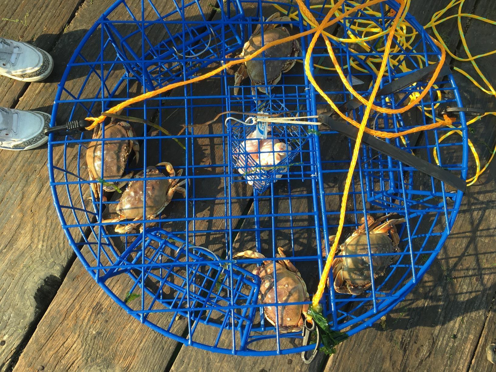 Promar TR-530 Heavy Duty Crab Pot, Blue, 30