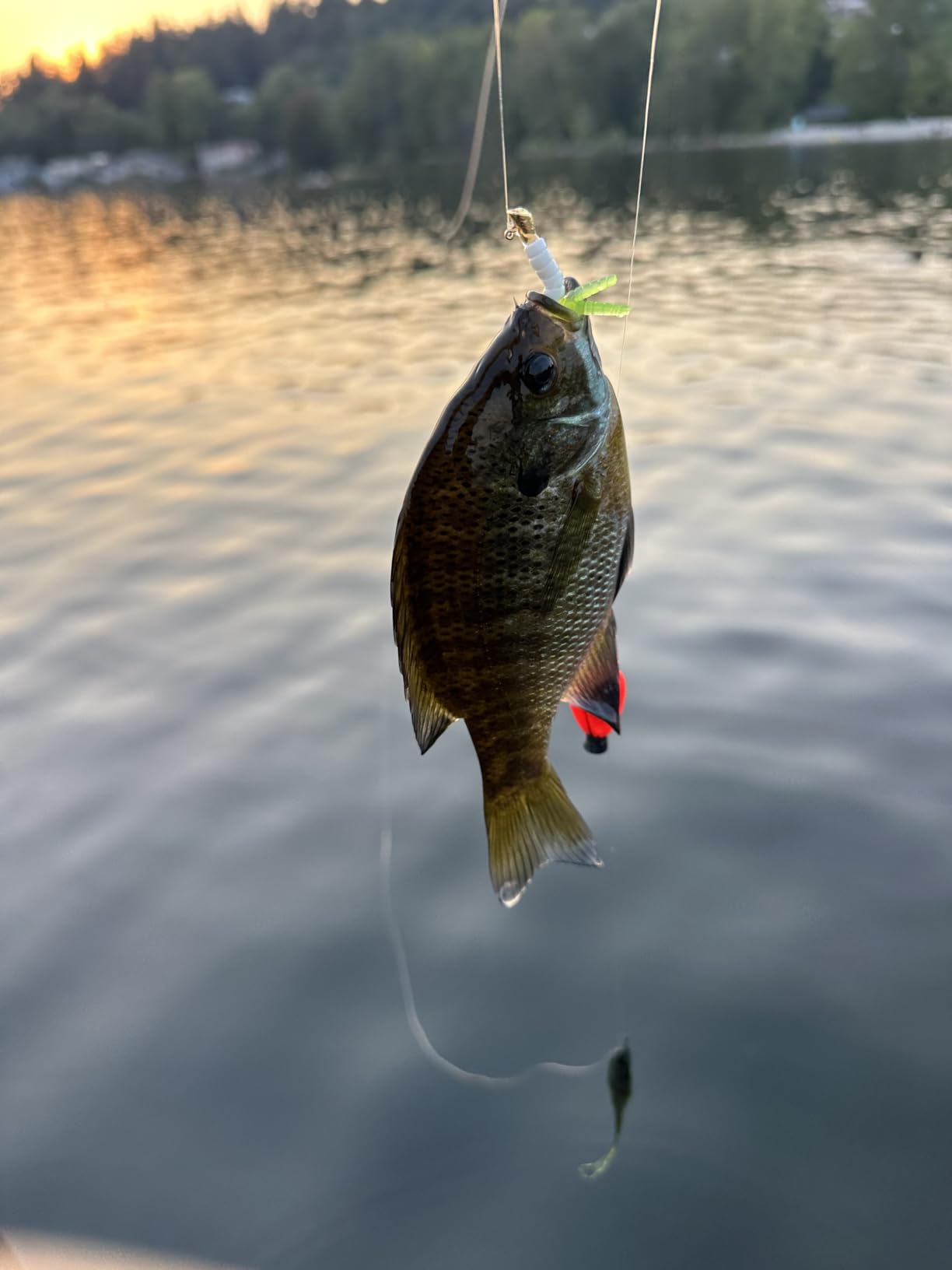Trout Magnet E-Z Trout Floats - 36 Easy to Adjust Slotted Fishing Bobbers - Freshwater and Saltwater Teardrop Fishing Strike Indicators - Made in The USA by Leland's Lures - Ultra-Responsive Floats customer photo 1