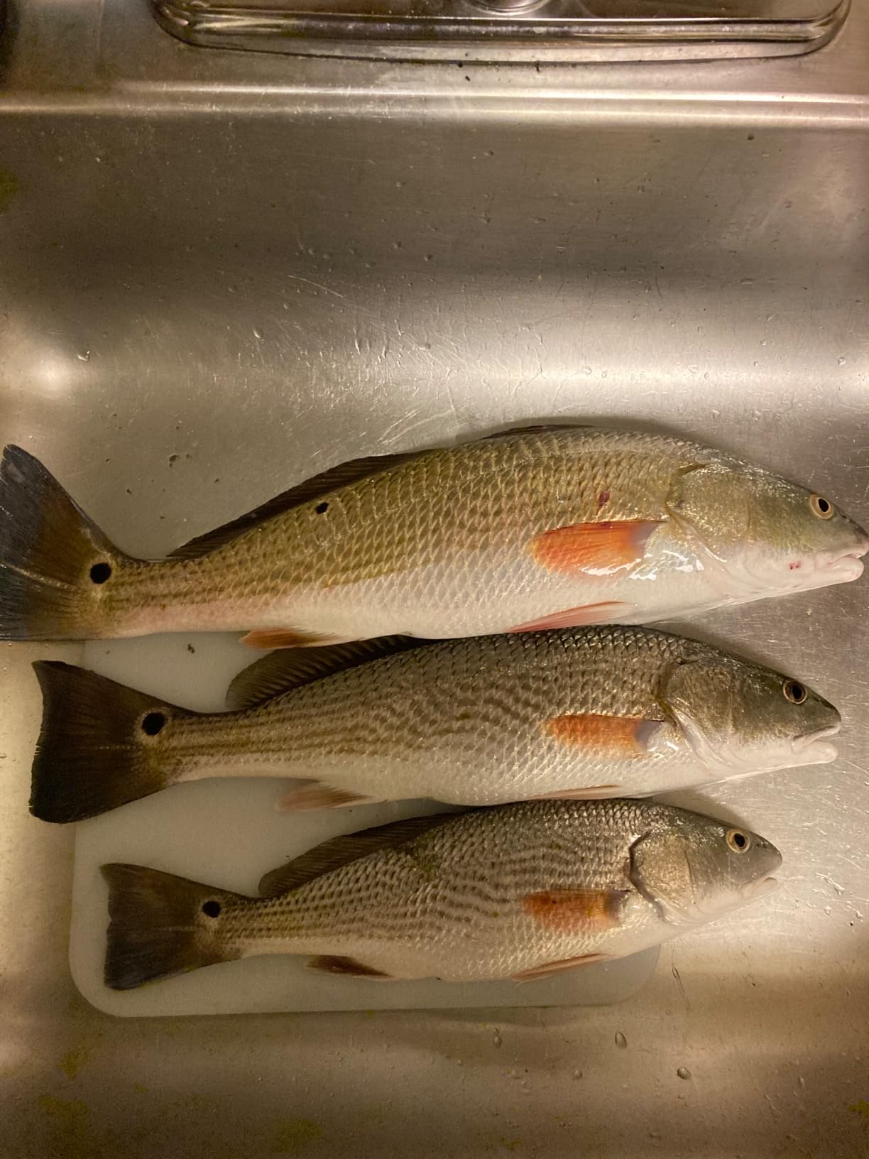 Bomber Lures Mullet Slow-Sinking Twitch / Walking Saltwater Fishing Lure customer photo 1