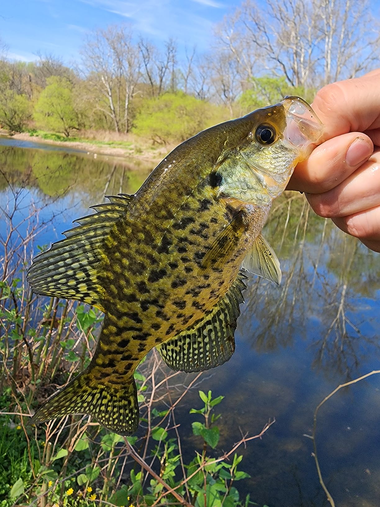 Bobby Garland Baby Shad customer photo 1