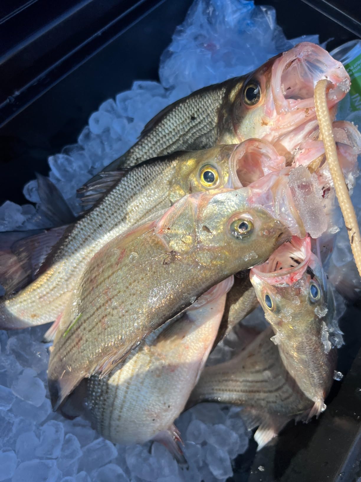 Strike King Mr. Crappie Slabalicious customer photo 1