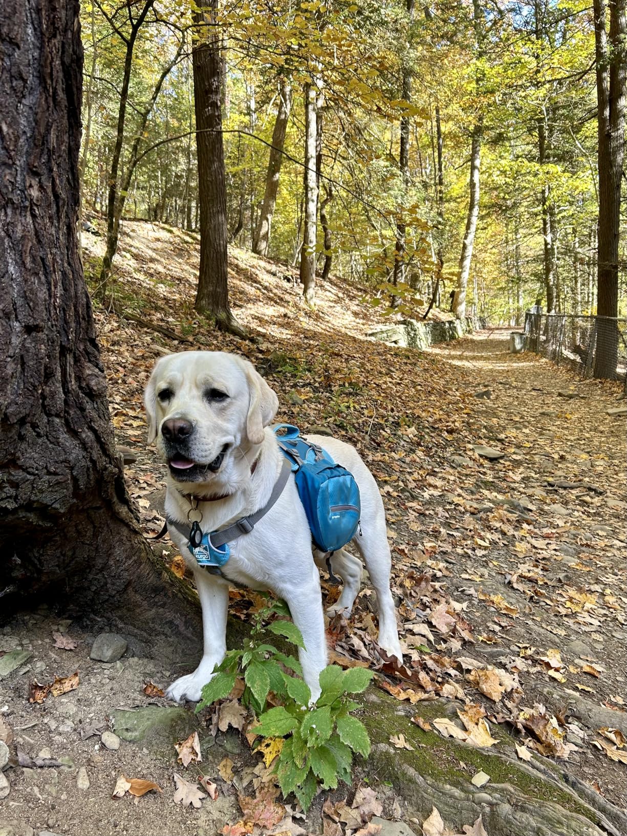 Kurgo Big Baxter Dog Backpack Harness, Chili/Barn Red | Integrated Harness & 2-Sided Saddlebag Holds 7.5L, 8 Adjustment Points, Reflective Trim, Padded Handle, for Dogs 50-110 Lb customer photo 1