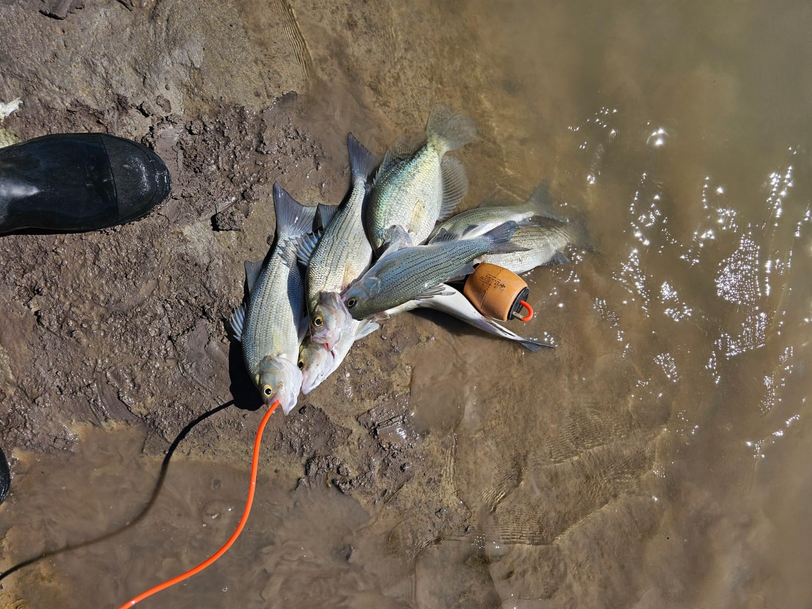 ForEverlast Generation II Stringer System-15 ft Fish Holder, Fishing Stringer with Floater, No Snag Durable Fishing Gear customer photo 1