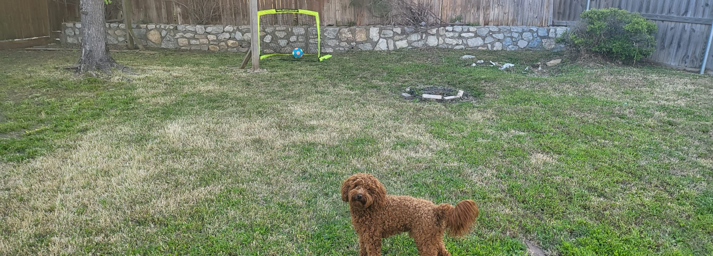Franklin Sports Blackhawk Backyard Soccer Goal - Portable Pop Up Soccer Nets - Youth + Adult Folding Indoor + Outdoor Goals - Multiple Sizes + Colors customer photo 2