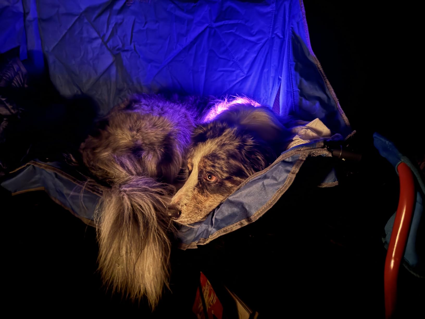 noxgear LightHound Light Up Reflective Dog Harness | 360-Degree Light Up Reflective Dog Harness, 8 Colors & 6 Modes, USB Rechargeable, Adjustable, Rainproof, LED Fiber Optic customer photo 1