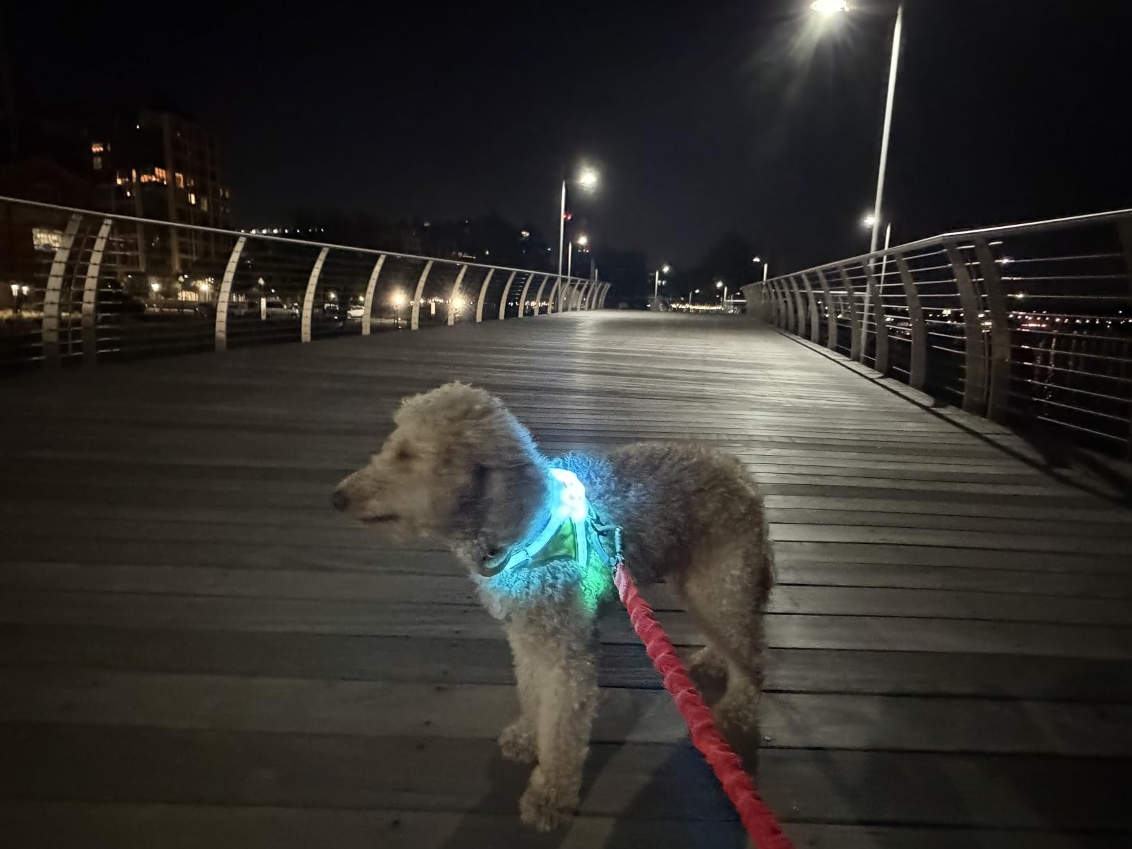 noxgear LightHound Light Up Reflective Dog Harness | 360-Degree Light Up Reflective Dog Harness, 8 Colors & 6 Modes, USB Rechargeable, Adjustable, Rainproof, LED Fiber Optic customer photo 2