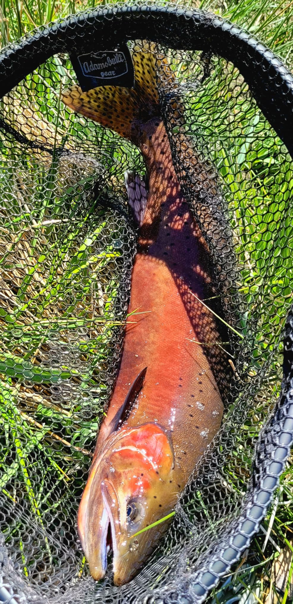 M MAXIMUMCATCH Maxcatch Performance Nymph Fly Fishing Rod in 2/3/4wt: 10ft/11ft, IM10 Carbon, AAA Cork Handle, Rod Tube and Combo Set Available customer photo 1