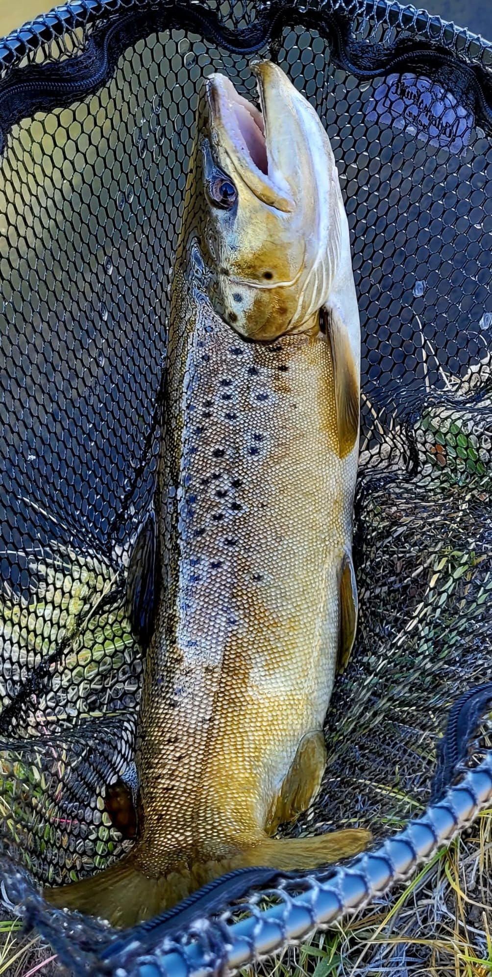 M MAXIMUMCATCH Maxcatch Performance Nymph Fly Fishing Rod in 2/3/4wt: 10ft/11ft, IM10 Carbon, AAA Cork Handle, Rod Tube and Combo Set Available customer photo 2