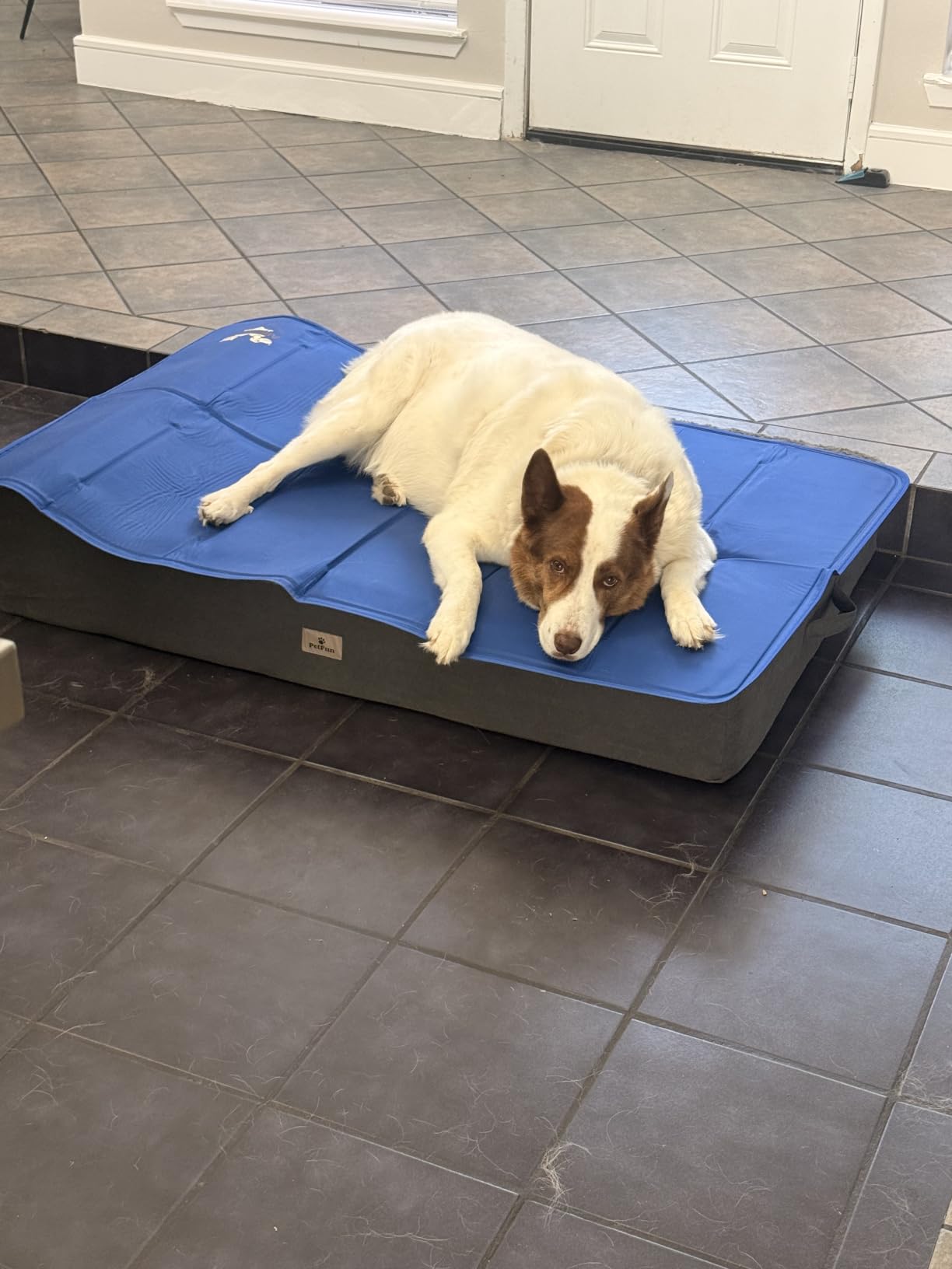 Arf Pets Dog Cooling Mat - Solid Gel Self-Cool Pad, Durable & Non-Toxic, Pressure-Activated, No Water, Electricity, Batteries or Refrigeration Needed, For Beds, Kennels & Crates customer photo 1