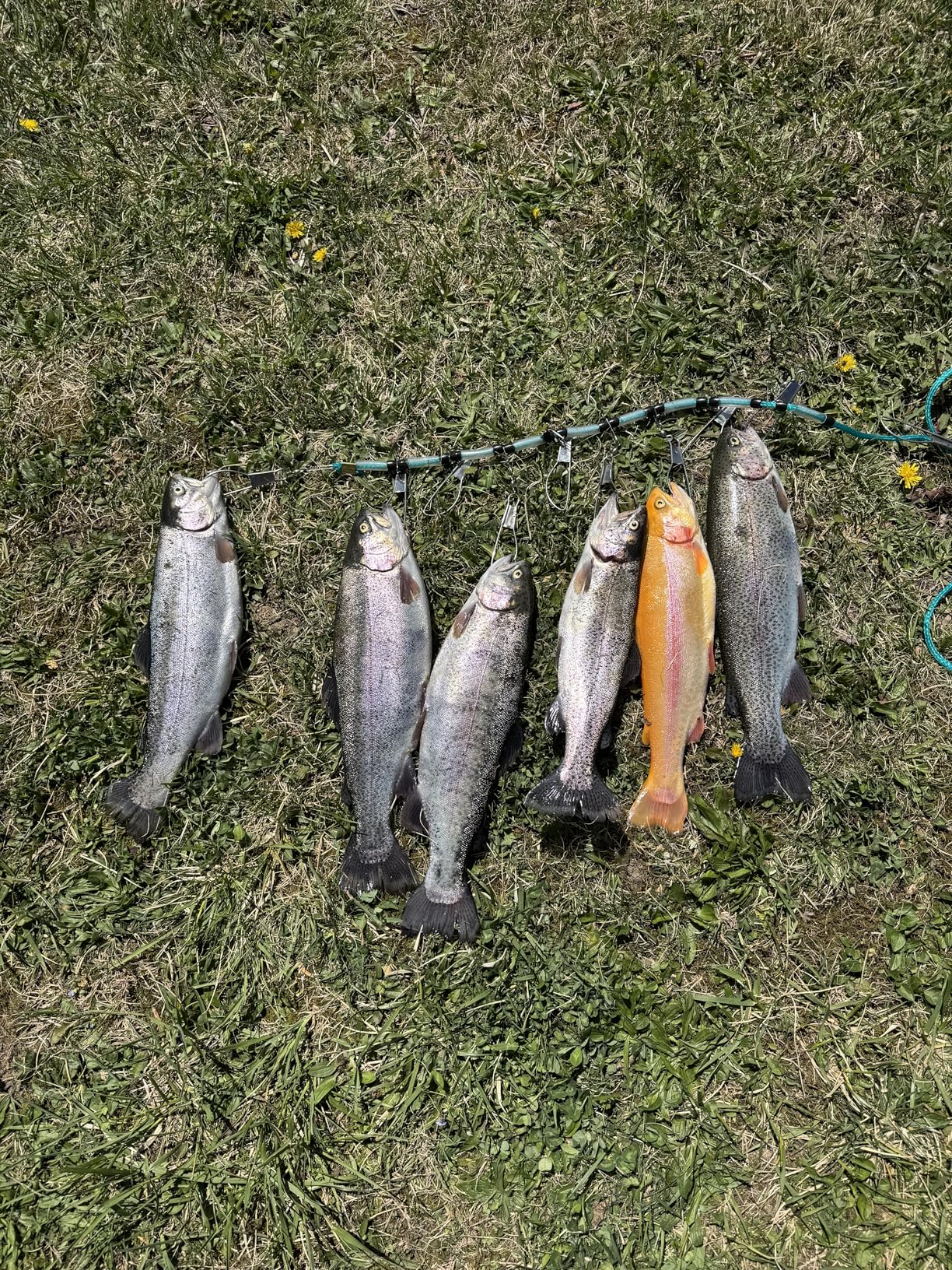 Hurricane Stringer with 10 Stainless Steel Snaps customer photo 2
