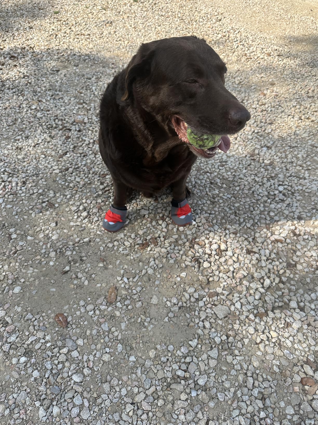 Ruffwear, Grip Trex Dog Shoes, Non-Slip Boots for Hot Pavement & Snow, Weatherproof Paw Protection with Breathable Mesh, Rugged Sole for Hiking, Obsidian Black, 2.00