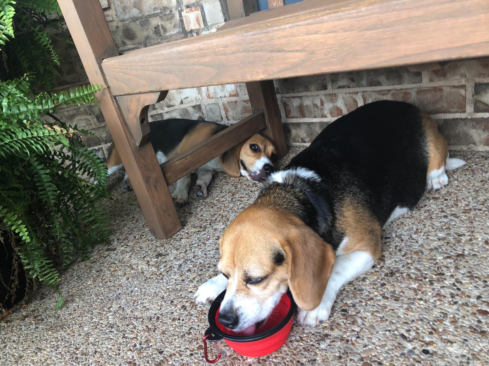 Collapsible Dog Bowls - 4 Pack, Portable Travel Water and Food Bowl with Carabiner Clip for Dogs and Cats - Ideal for Walking, Traveling, and Hiking customer photo 2