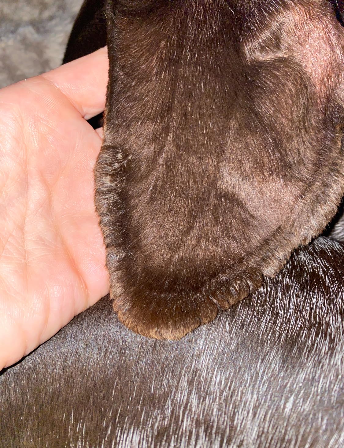 Dog Paw Balm & Nose Balm - Protects, Heals & Moisturizes, 2 oz | Soothes cracked paw pads & dry noses, beeswax, shea butter & vitamin E, safe if licked, made in USA customer photo 1