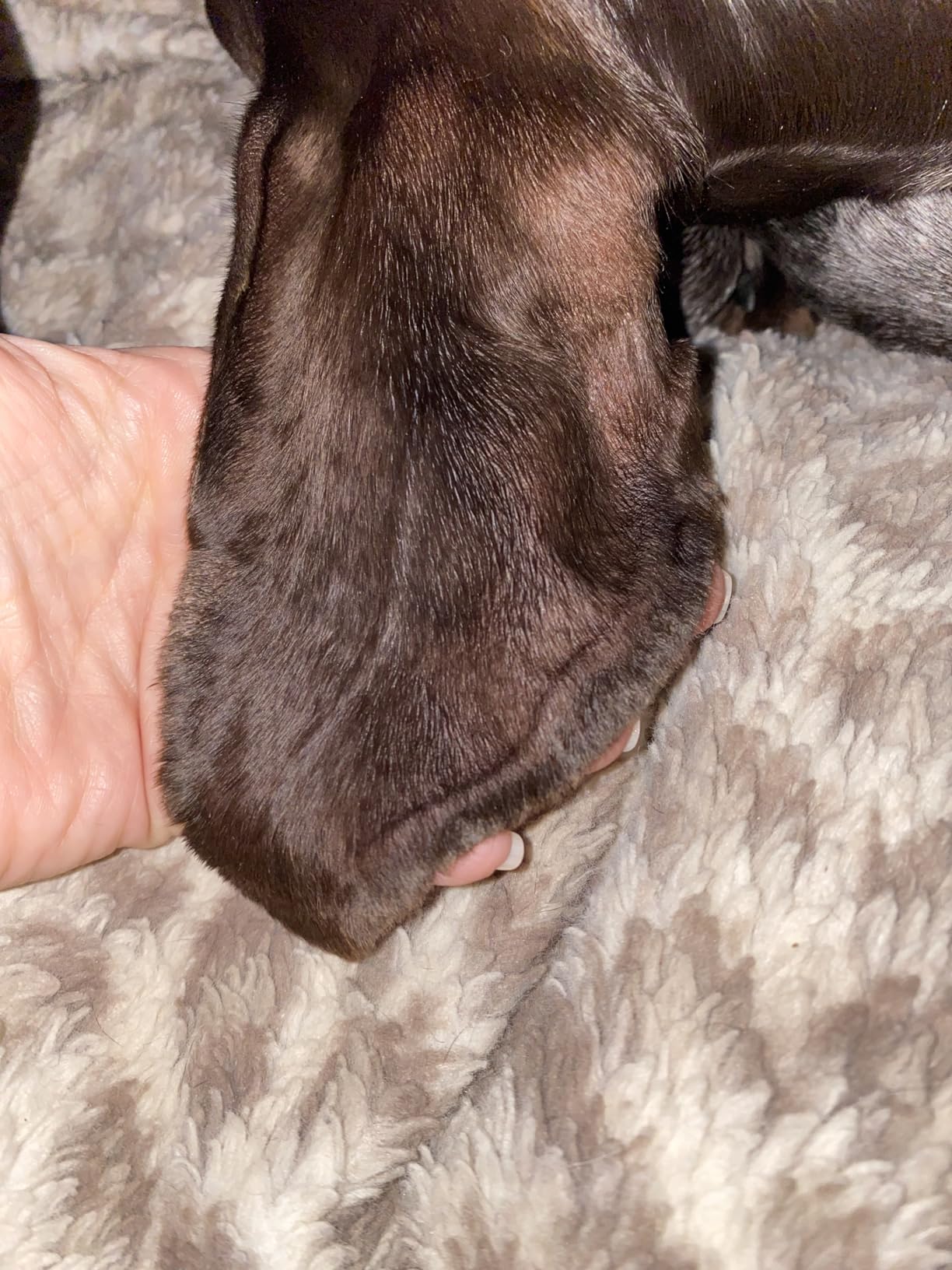 Dog Paw Balm & Nose Balm - Protects, Heals & Moisturizes, 2 oz | Soothes cracked paw pads & dry noses, beeswax, shea butter & vitamin E, safe if licked, made in USA customer photo 2