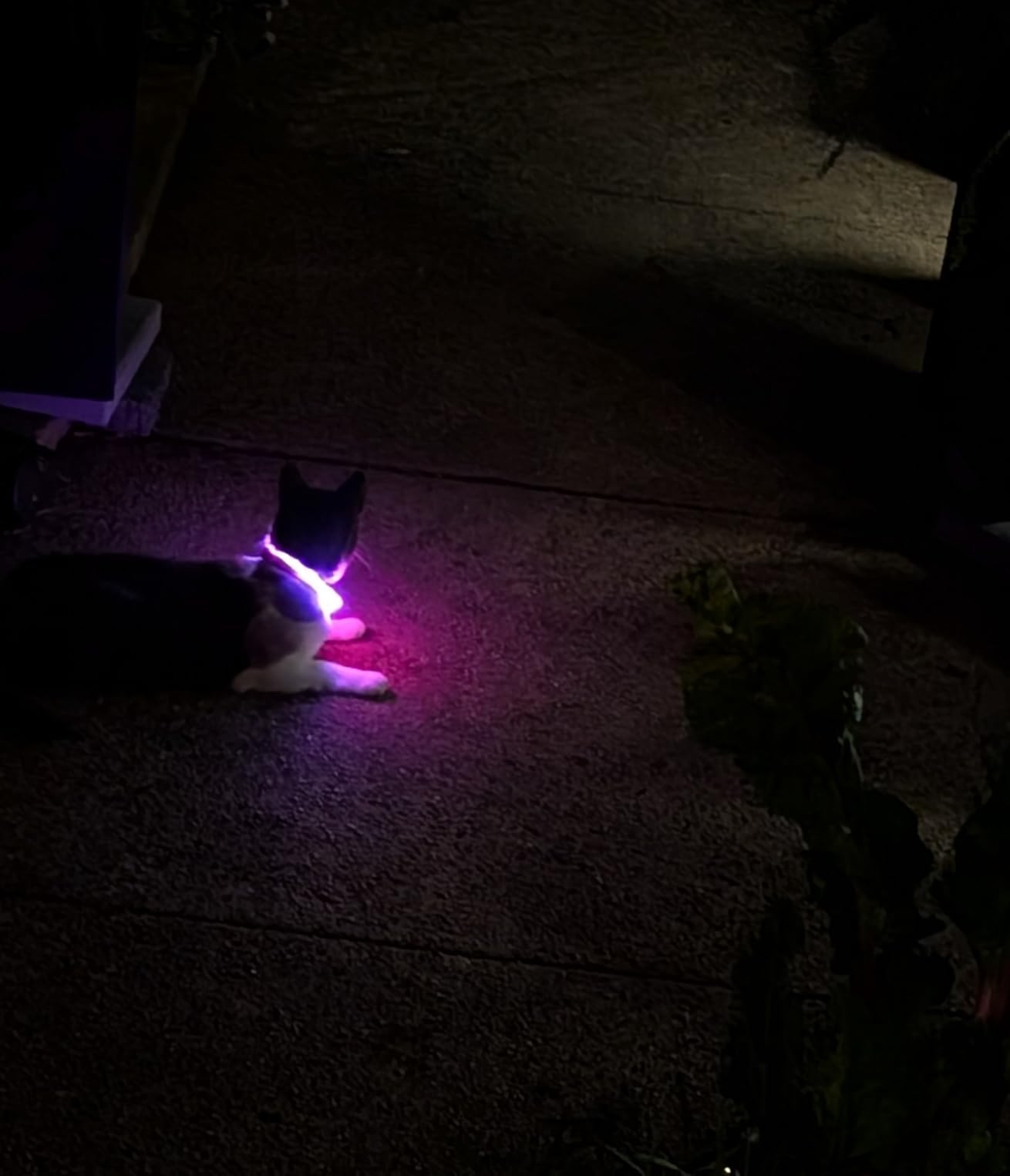 Light Up Dog Collar - LED Dog Collar Rechargeable, Glowing Pet Collars for Small Medium Large Dogs, TPU Cuttable Lighted Puppy Collar, Safety Dog Lights for Night Walking customer photo 1
