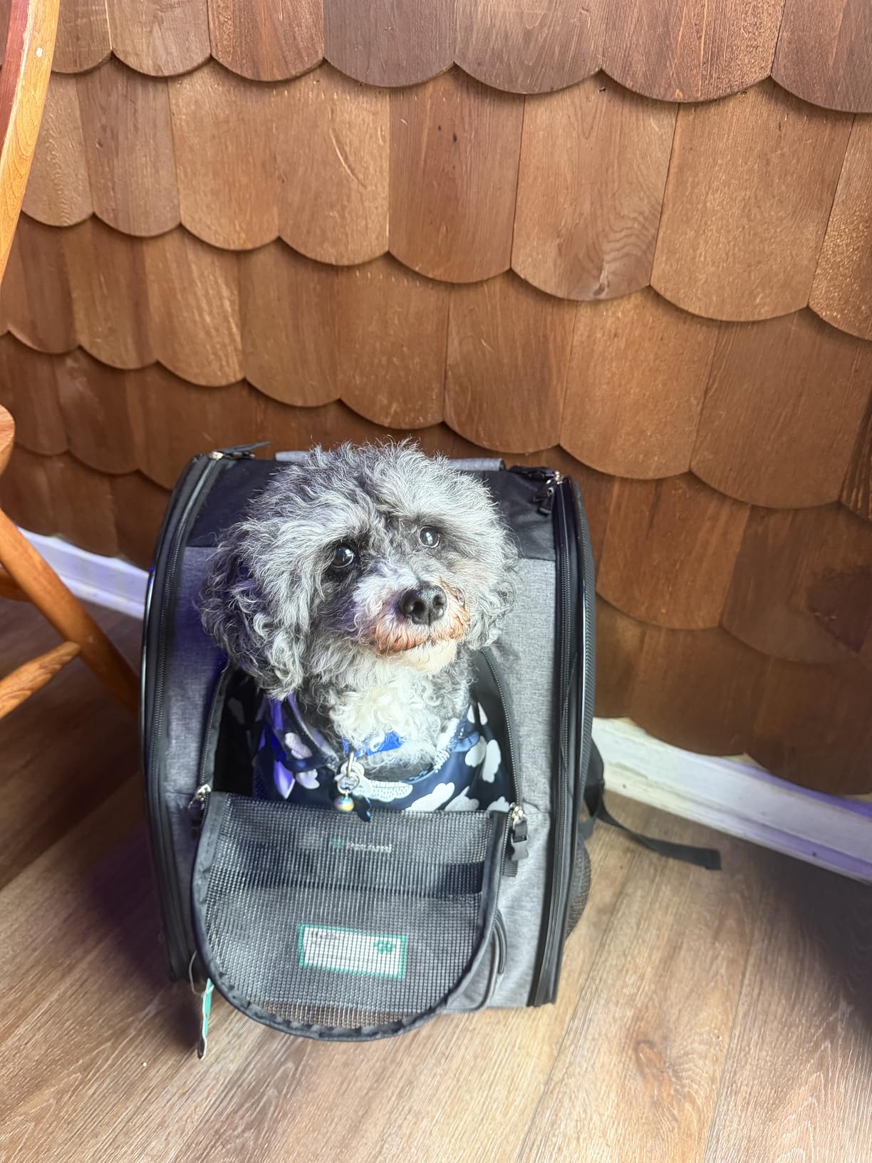 PetAmi Dog Backpack Carrier Airline Approved Cat Pet Puppy Bag, Grey | Ideal for Small Medium Large Pet up to 18 lb, 2 Side Entry Structured No-Collapse Frame, Ventilated Bookbag for Hiking Travel customer photo 2