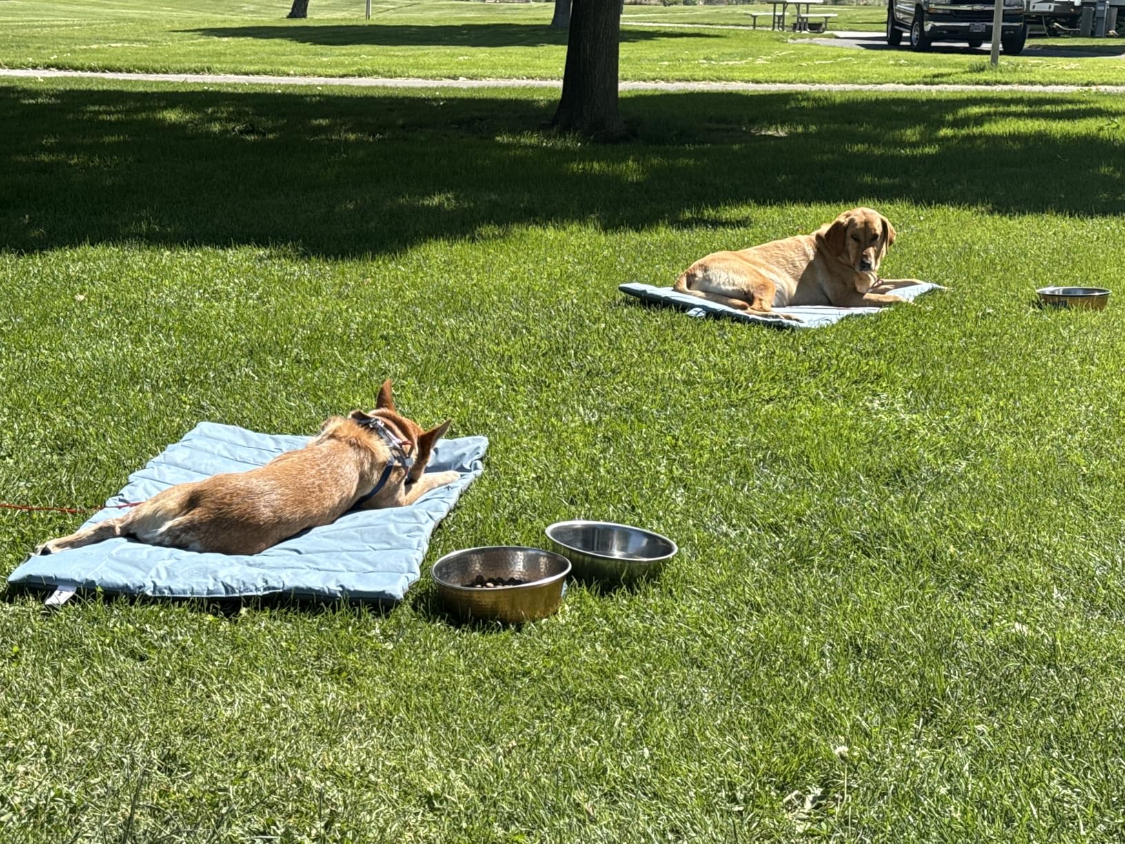 Outdoor Dog Bed, Waterproof, Washable, Large Size, Durable, Water Resistant, Portable and Camping Travel Pet Mat customer photo 1