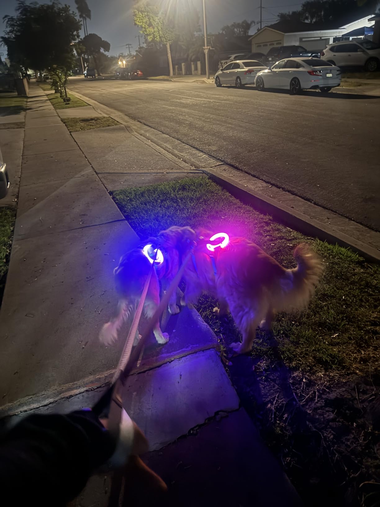 BSEEN LED Dog Collar, USB Rechargeable Flash Light up Dog Collar | Pet Safety Necklace for Small Medium Large Dogs customer photo 1