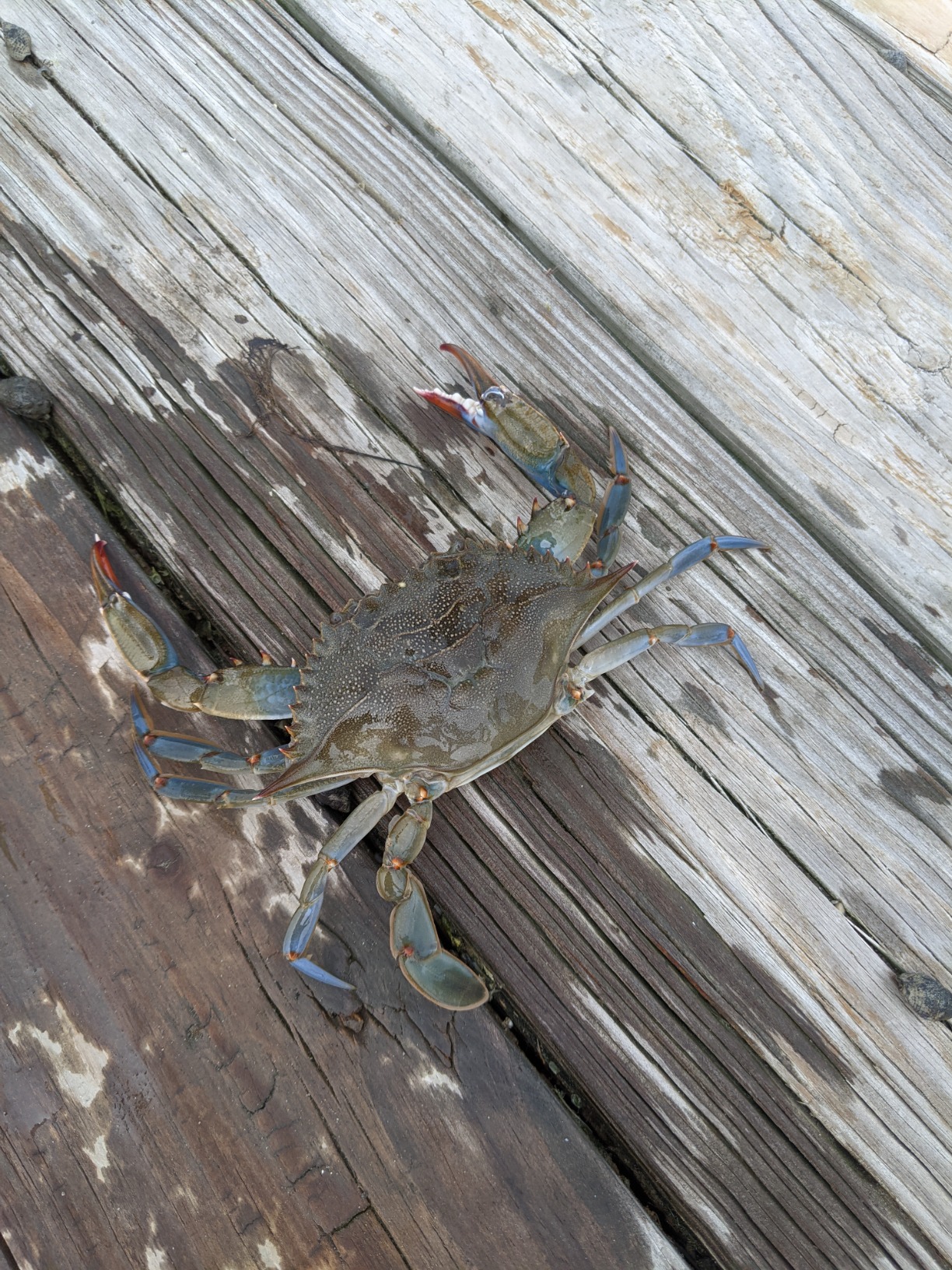 Crab Trap Bait Lobster Crawfish Shrimp Portable Folded Cast Net Magic Collapsible Fishing Traps Nets Accessories for Blue Crabs customer photo 1