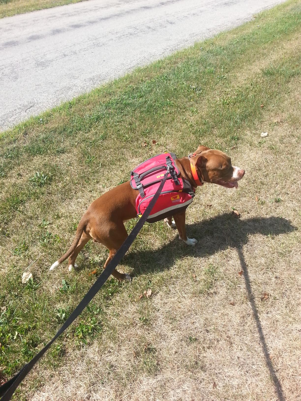 Mountainsmith K-9 Pack | Canine Backpack Harness, Adjustable, Saddle Bag Carrier, for Hiking & Camping customer photo 1