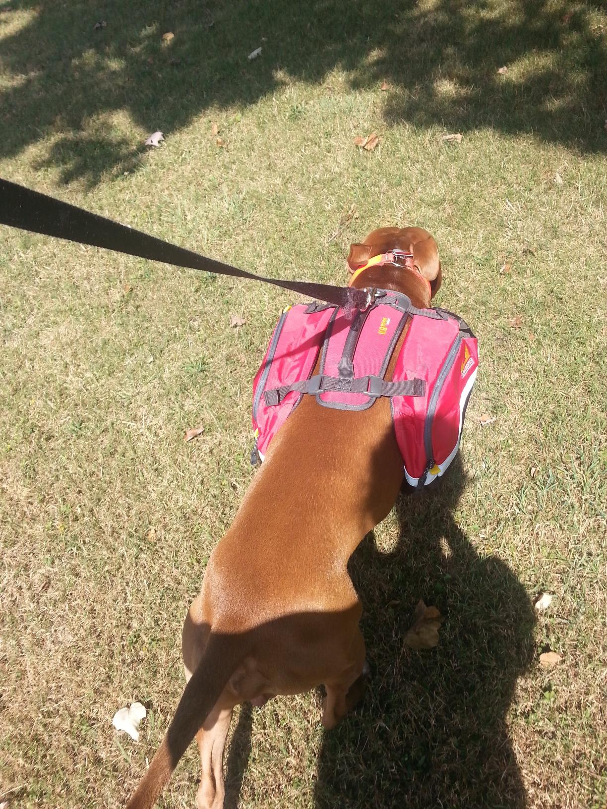 Mountainsmith K-9 Pack | Canine Backpack Harness, Adjustable, Saddle Bag Carrier, for Hiking & Camping customer photo 2