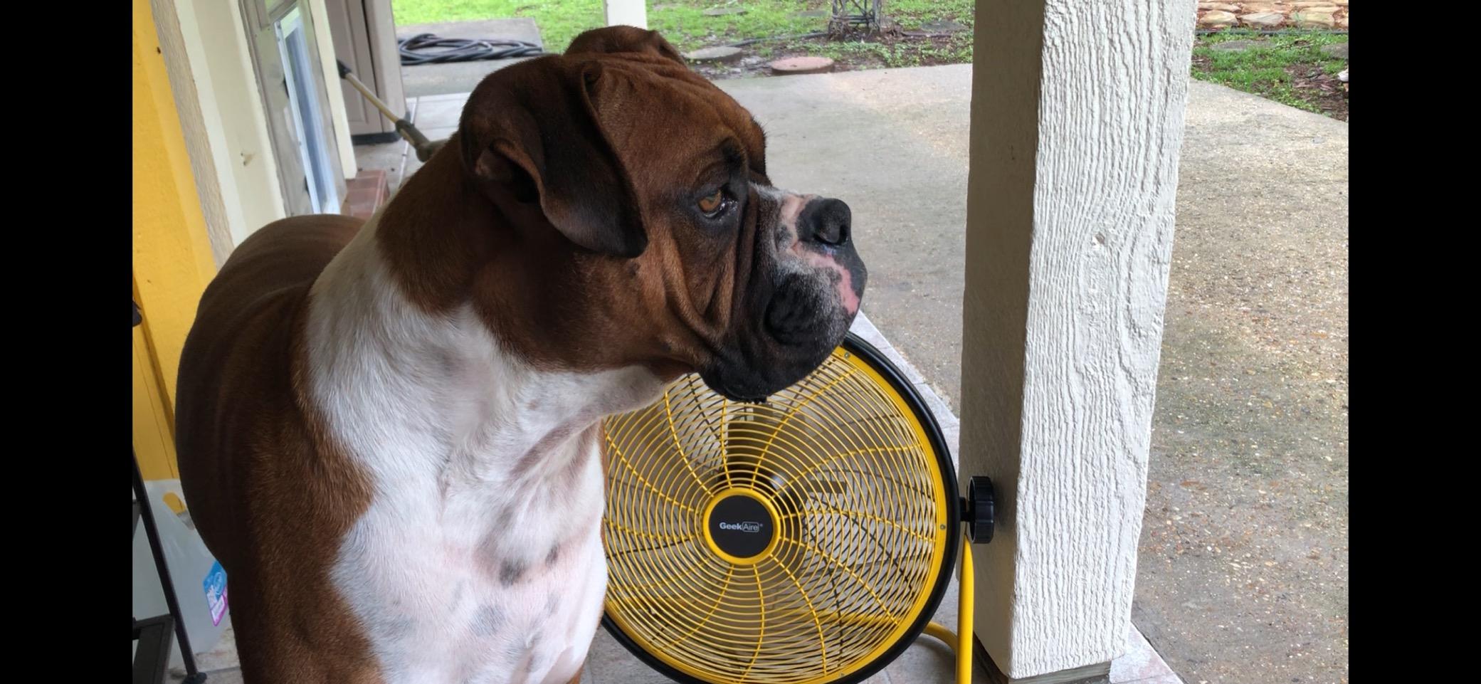 Geek Aire 16-Inch Portable Battery Operated Floor Fan, Metal High Velocity Fan | 24 Hour Runtime,1900 CFM Airflow, Powerful Brushless Motor, 360° Tilt, Ideal for Outdoor Camping, RV & Power Outage customer photo 1