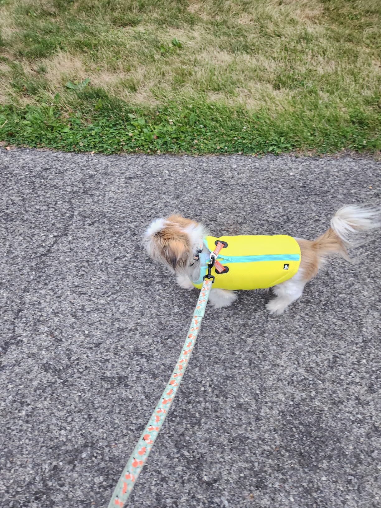 JUXZH Dog Cooling Vest Evaporative Cooling Jacket Orange,Medium | Adjustable Reflective Lightweight Pet Vest with D-Ring for Summer customer photo 2