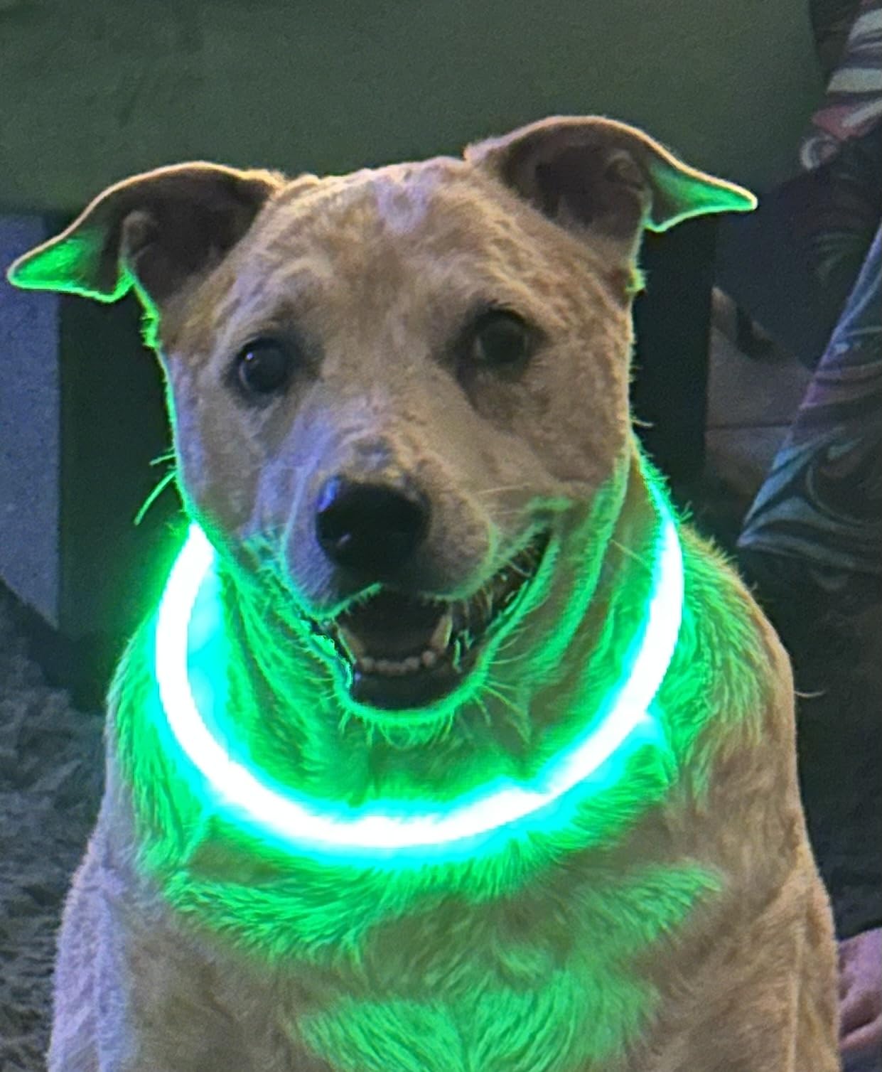 HIGO Light Up Dog Collar, USB Rechargeable LED Dog Collar, TPU Cuttable Dog Glow Collar, High Visibility Puppy Collar Safety Dog Lights for Night Walking customer photo 1